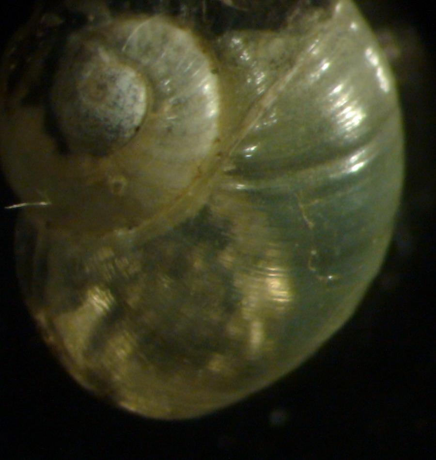 Oligolimax cf. annularis